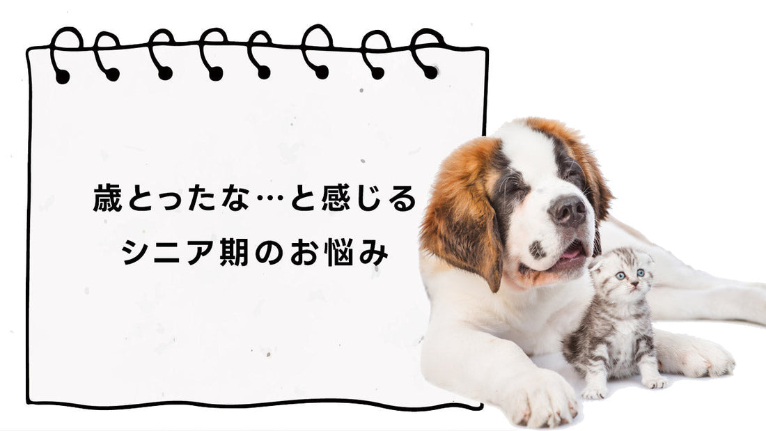 犬 猫 ペットさんが歳を取ったな、と感じる～シニア期のお悩み～