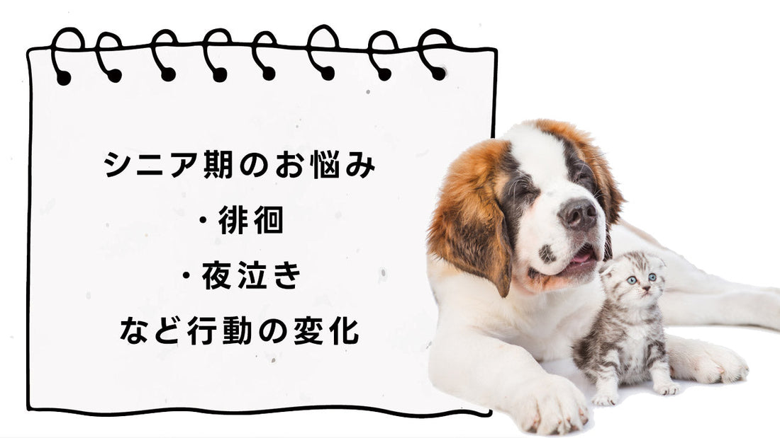犬 猫 ペット シニア期のお悩み 徘徊・夜泣きなど行動の変化