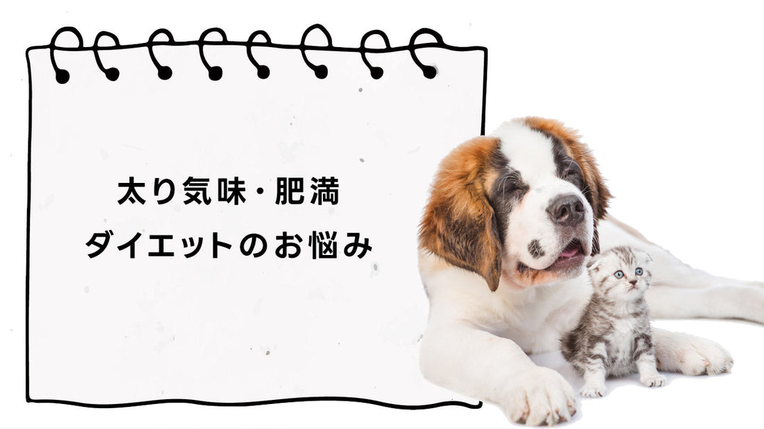 犬 猫 ペット 太り気味・肥満・ダイエットのお悩み