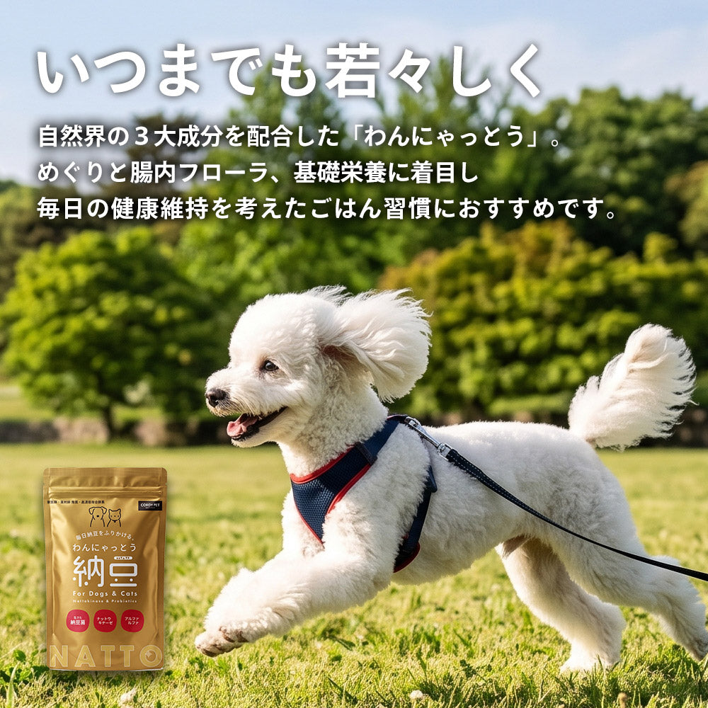 Natto Sararahime 50g อาหารเสริมสุนัข อาหารเสริมโภชนาการชนิดผง Natto